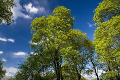 Projeto de Arborização