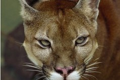 Onça é eleita o bicho da Cidade de São Paulo